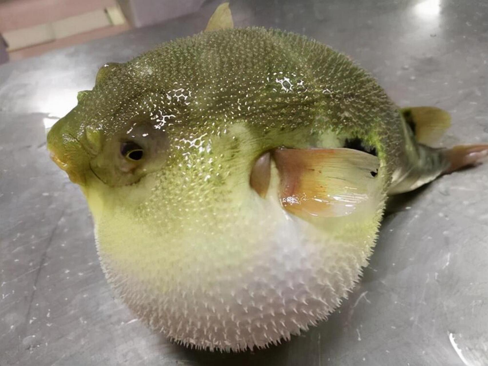 在我国境内,只有两种纯粹的淡水河豚,除此之外,其他都是淡咸水河豚