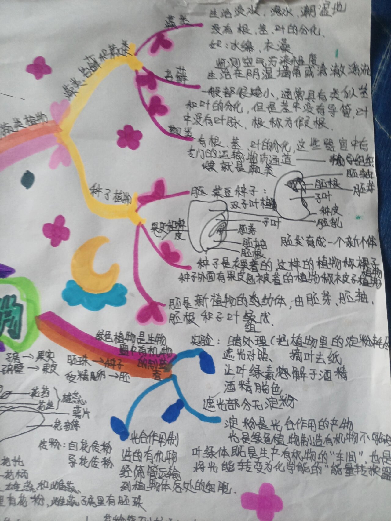 生物圈中的绿色植物思维导图