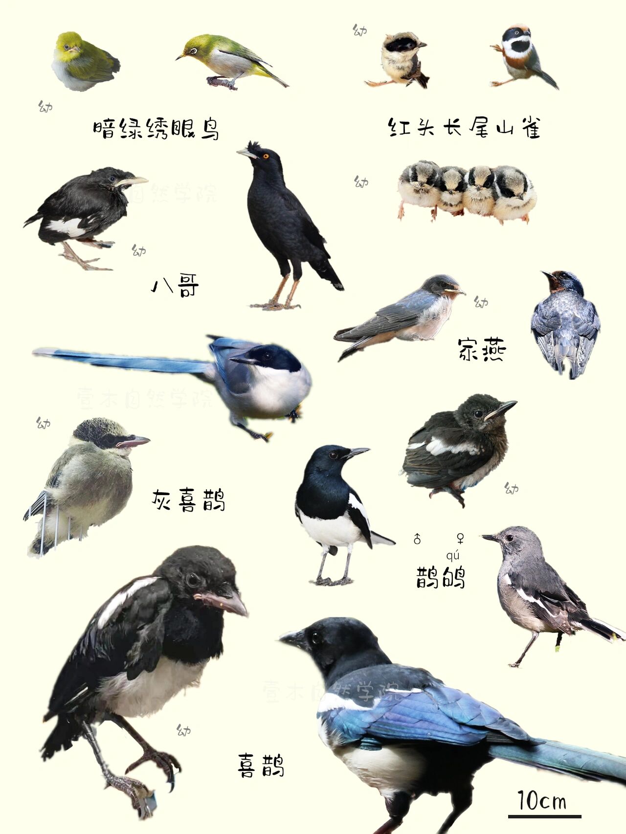 雏鸟图鉴|遇到一只小小鸟,我该怎么办