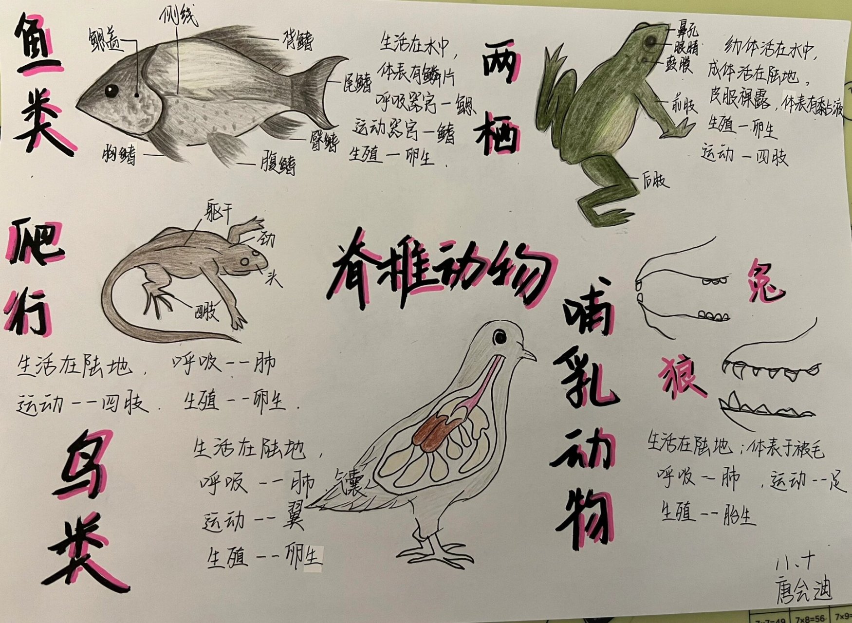 八上生物 脊椎动物思维导图