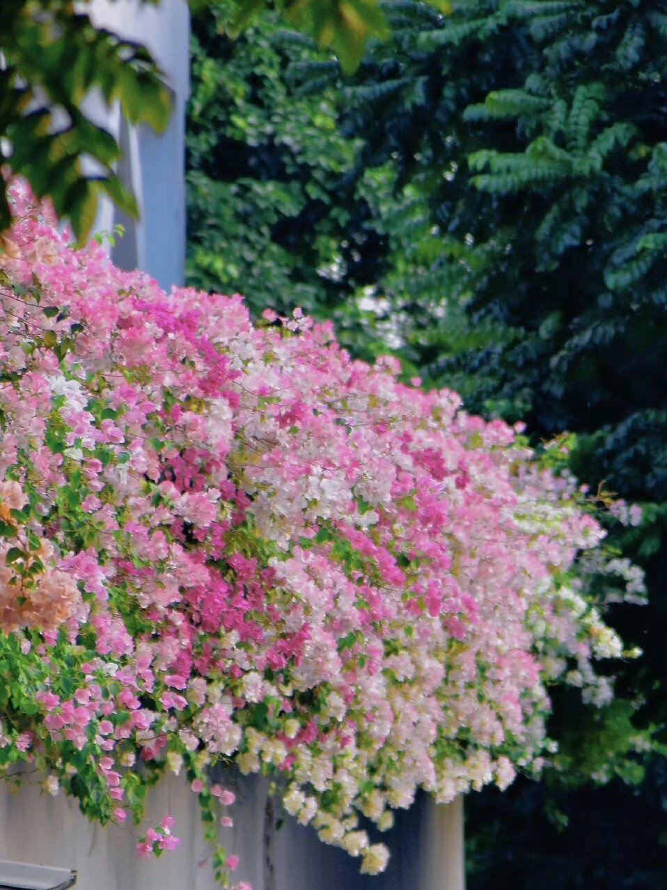 光叶子花花语图片