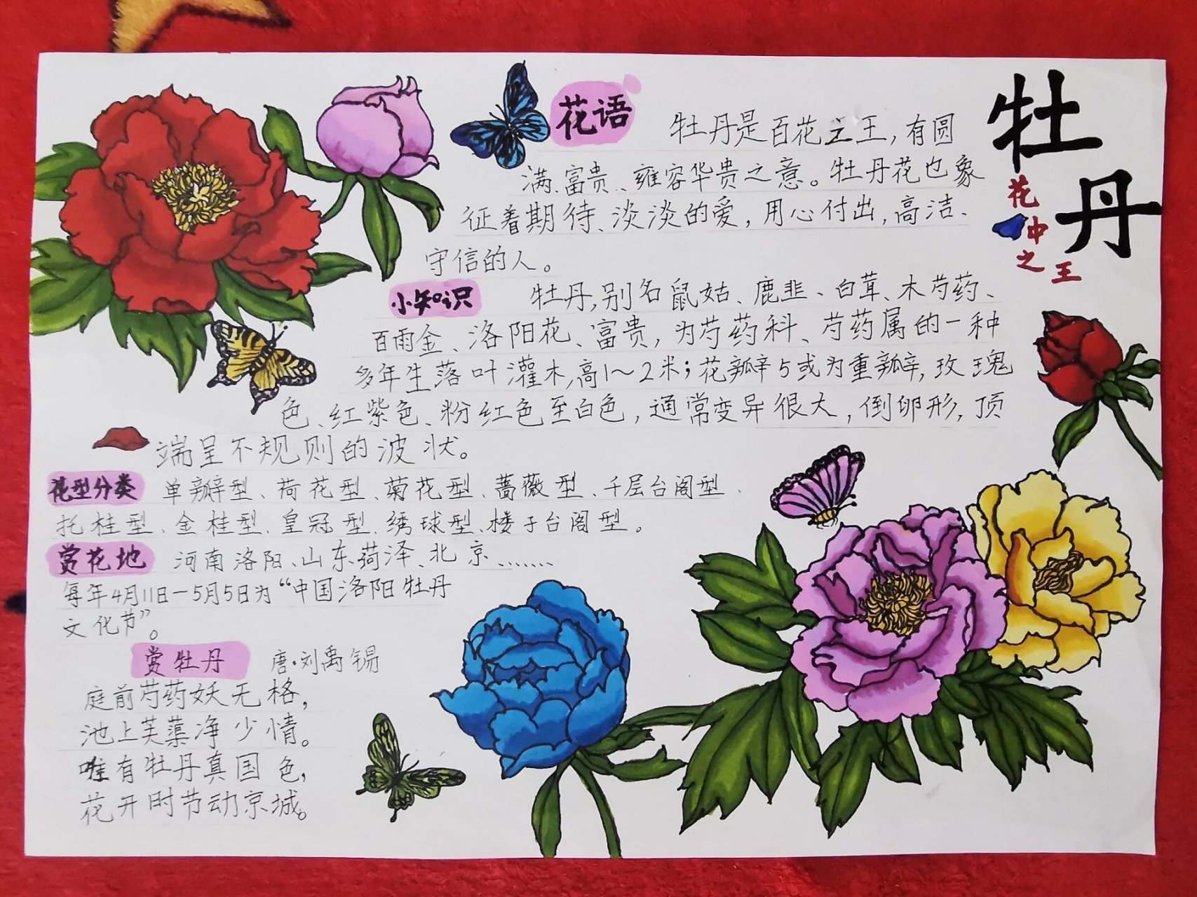 牡丹花 手抄报