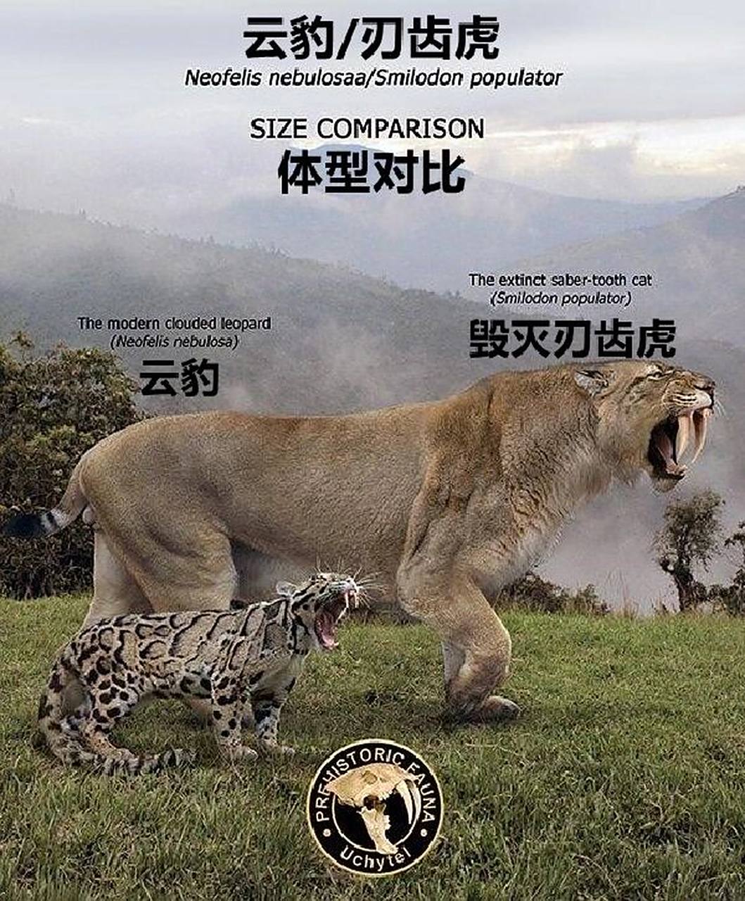 【灭绝巨兽与今天的亲戚】南美篇——毁灭刃齿虎 #科普# #古生物