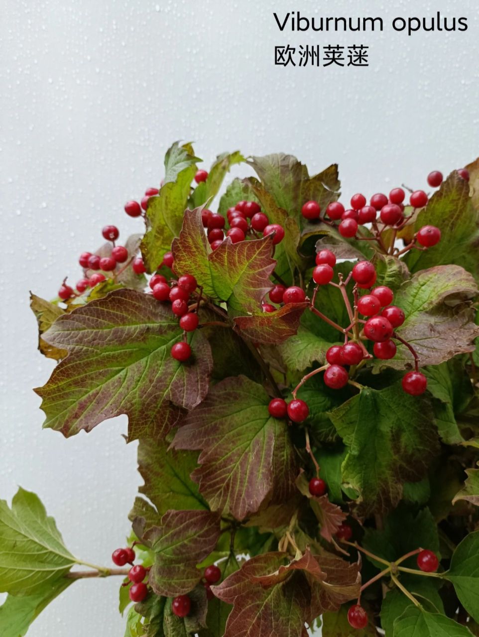 『鲜花图谱』复古味儿十足—欧洲荚蒾 欧洲荚蒾(viburnum opulus)是