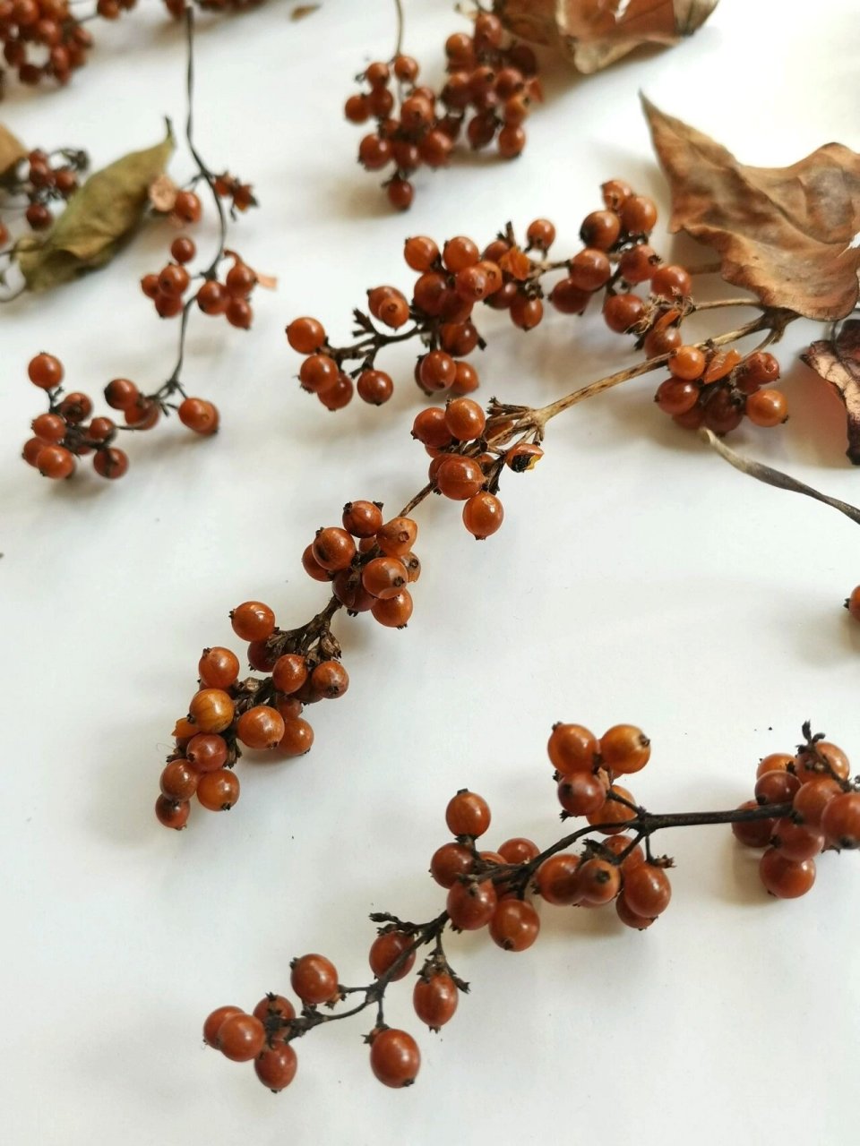 鸡屎藤即鸡矢藤(学名:paederia foetida),为茜草科鸡矢藤属多年生草