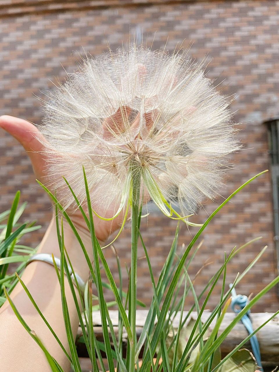 巨型蒲公英开了～婆罗门参 去年1月种的婆罗门参9号开的花,今天终于长