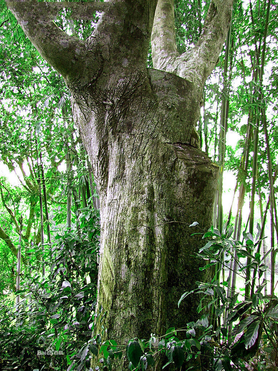 白木香树,主要散布于中国广东,广西,海南,香港等,白木香树凝结的沉香