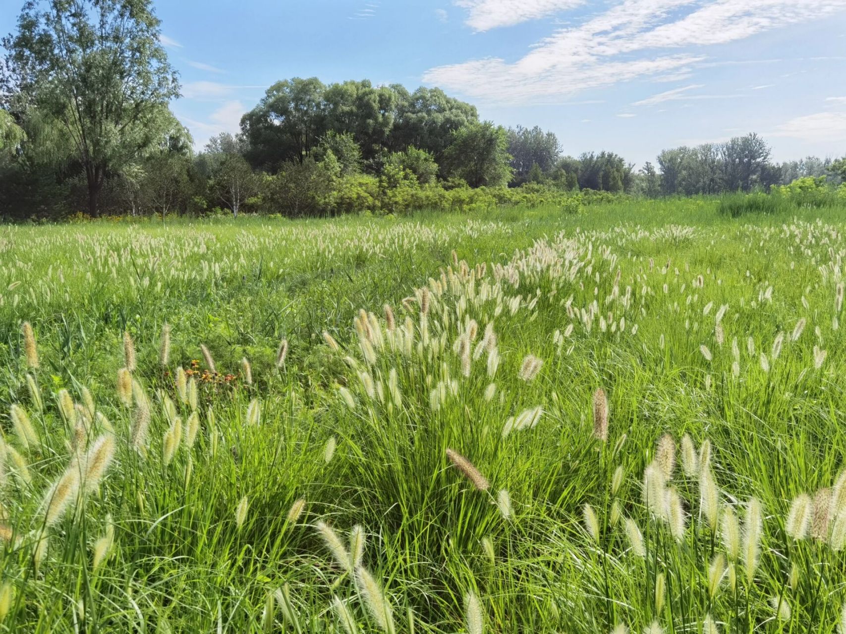 北京翠湖湿地公园 位于北京海淀上庄水库北侧的翠湖国家城市湿地公园