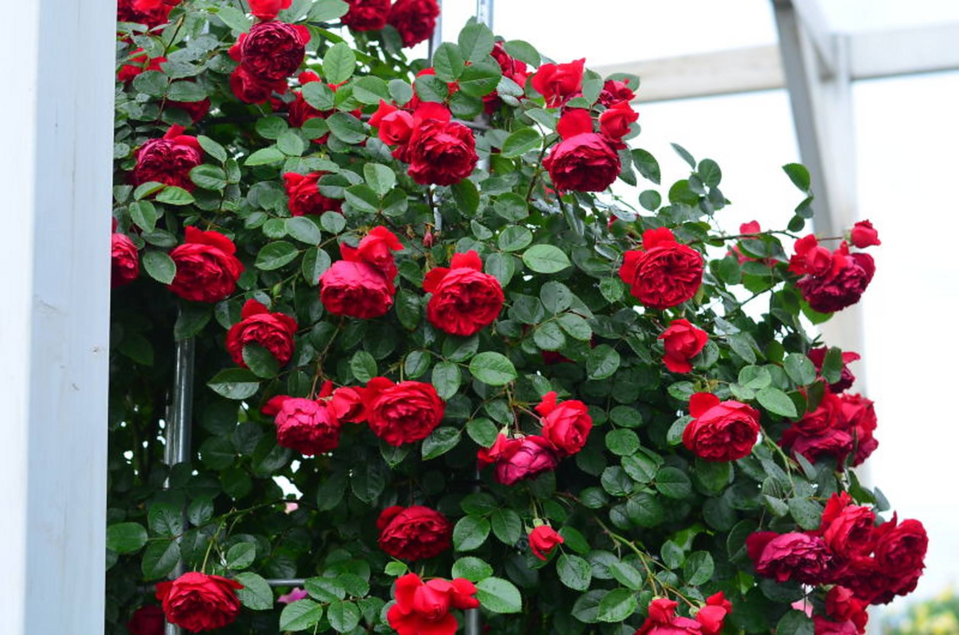 正红经典藤月 佛罗伦蒂娜 正红色藤本月季"弗洛伦蒂娜",德国adr测试