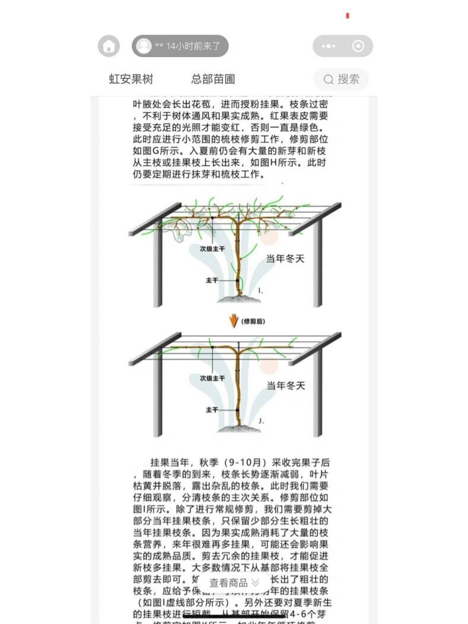 软枣猕猴桃07搭架与修剪
