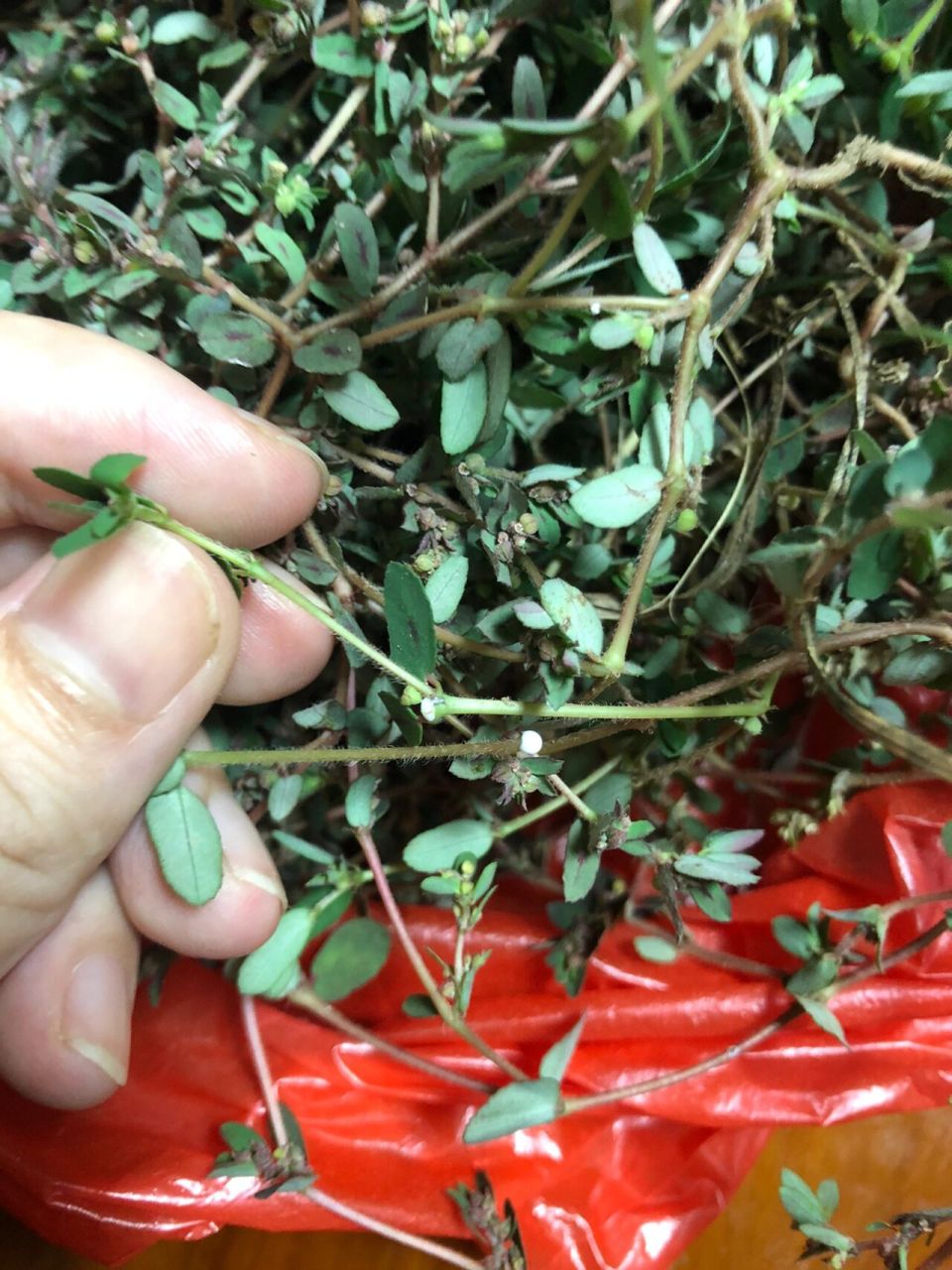 斑地锦又名通奶草 怕找不对的姐妹,可以万能百度拍照识别图片!