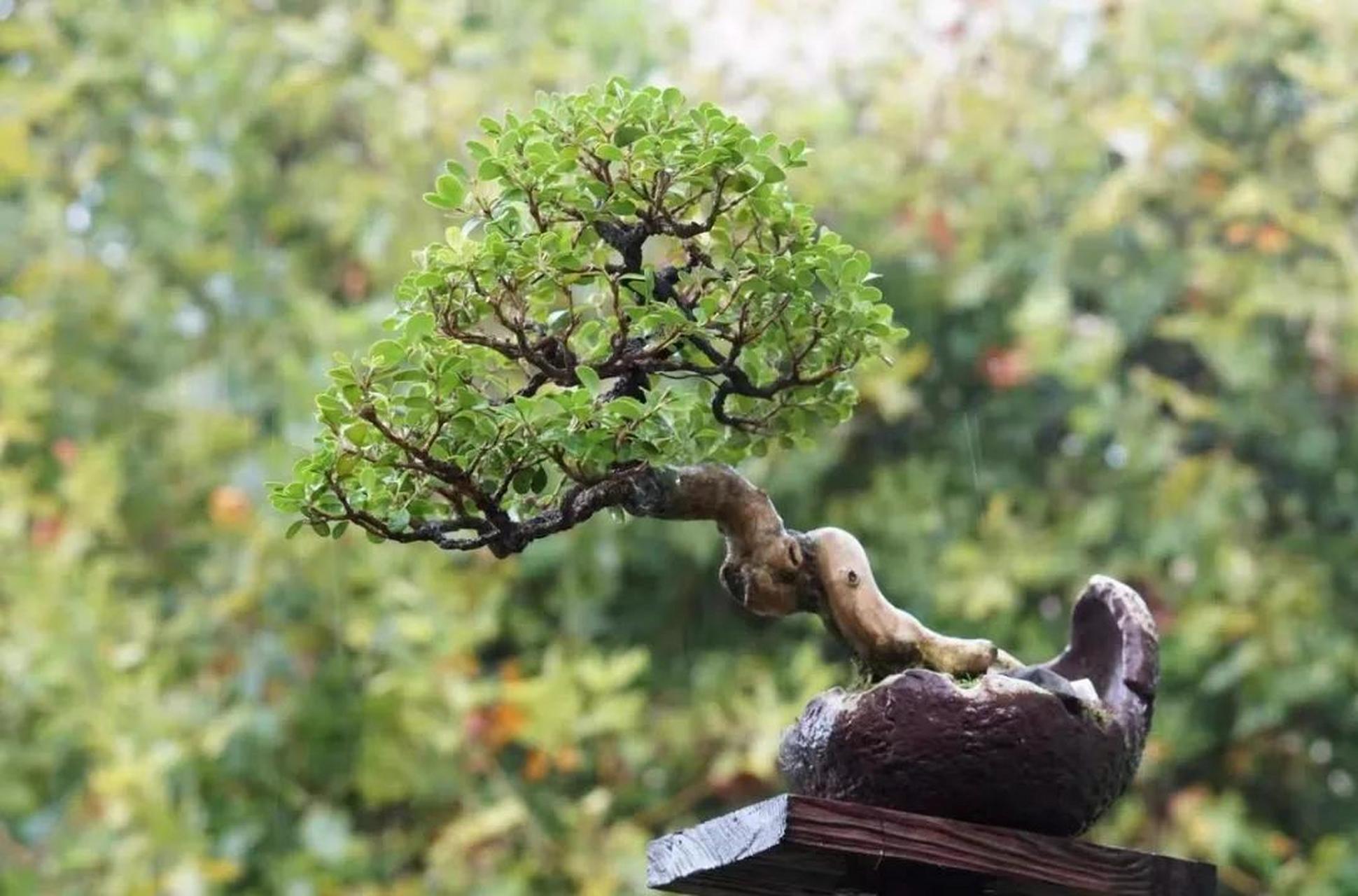 一颗精品瓜子黄杨千姿百态的盆景  美丽盆景 图解盆景制作与养护