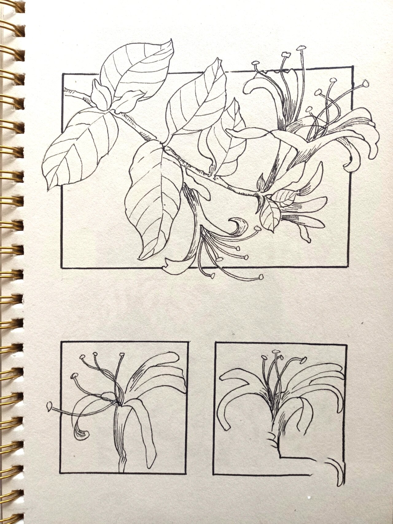 线描控笔17金银花