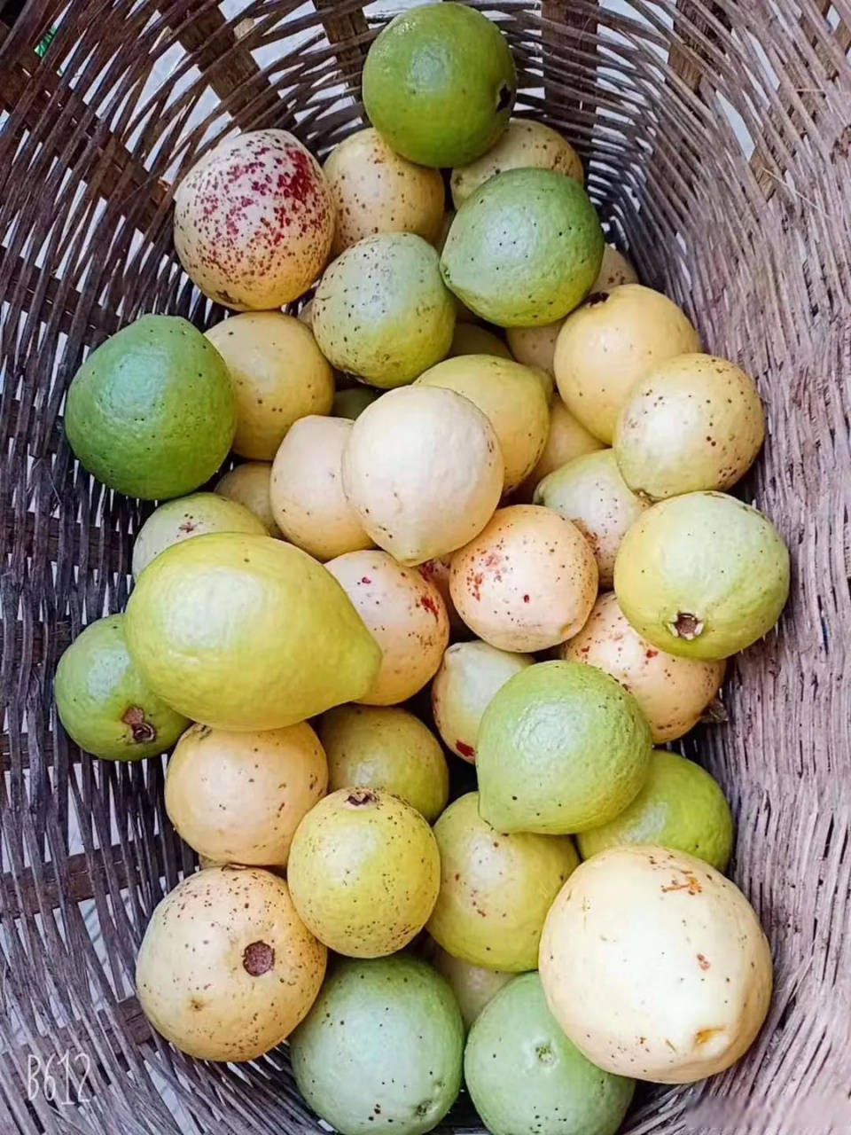 "在龙陵县碧寨乡,有一种水果,看着像梨但不是梨,像枣但也不是枣,吃