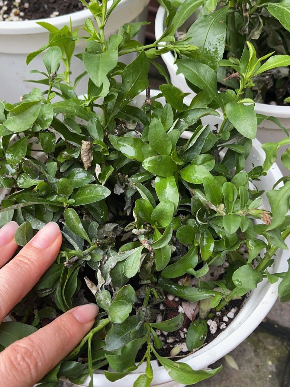 蓝雪花叶子干枯了怎么办01 如图,本来长得好好的,昨天下了雨之后