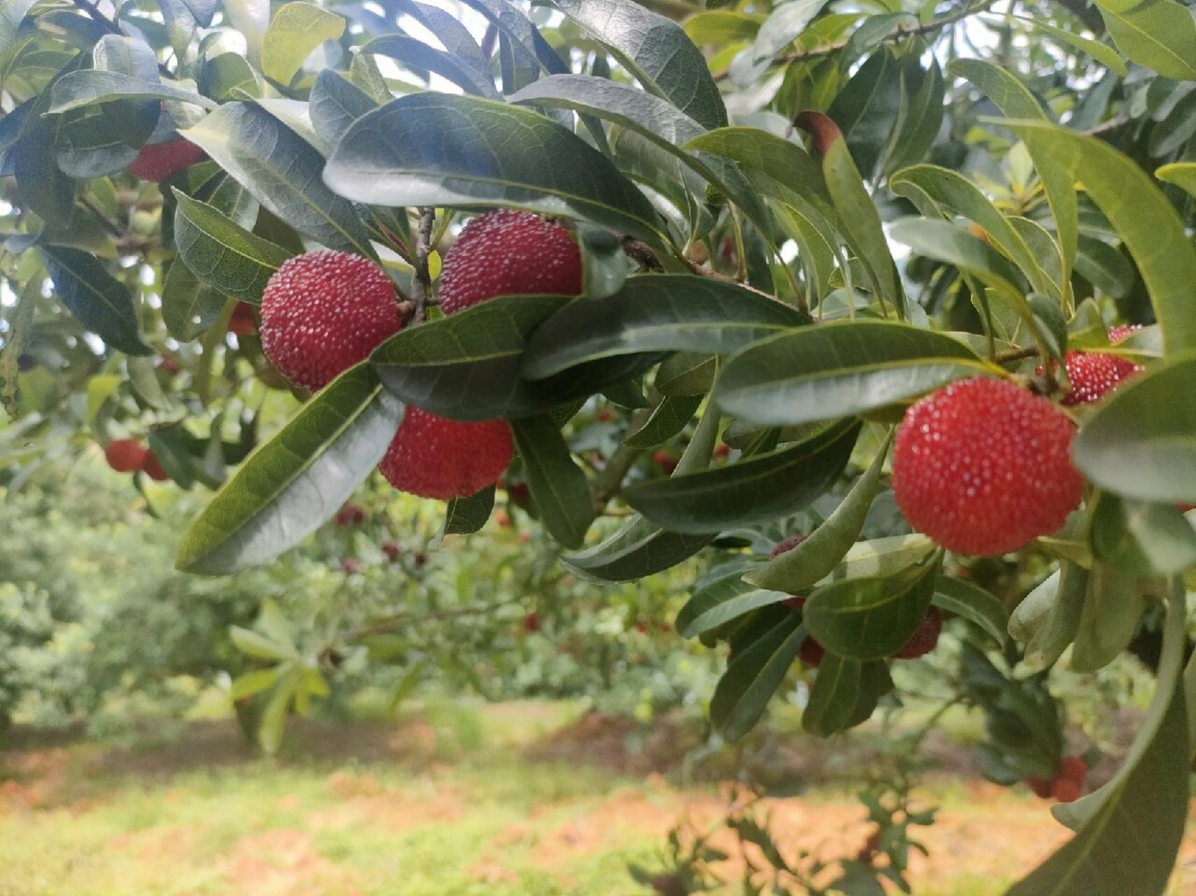 泰顺杨梅丨朋友家一山的杨梅树98吃到饱呀 正逢端午和梅雨季节天气