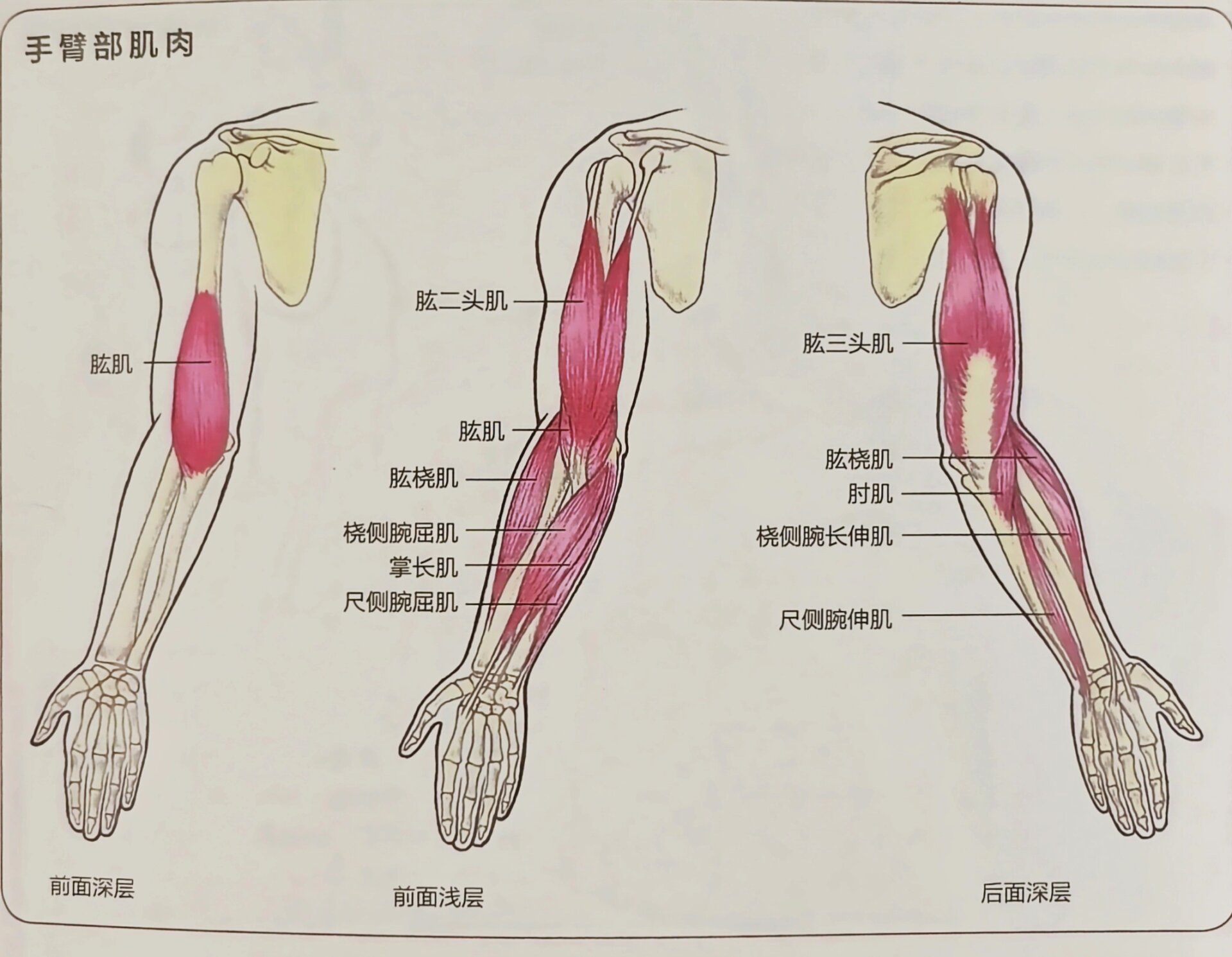 胳膊示意图图片