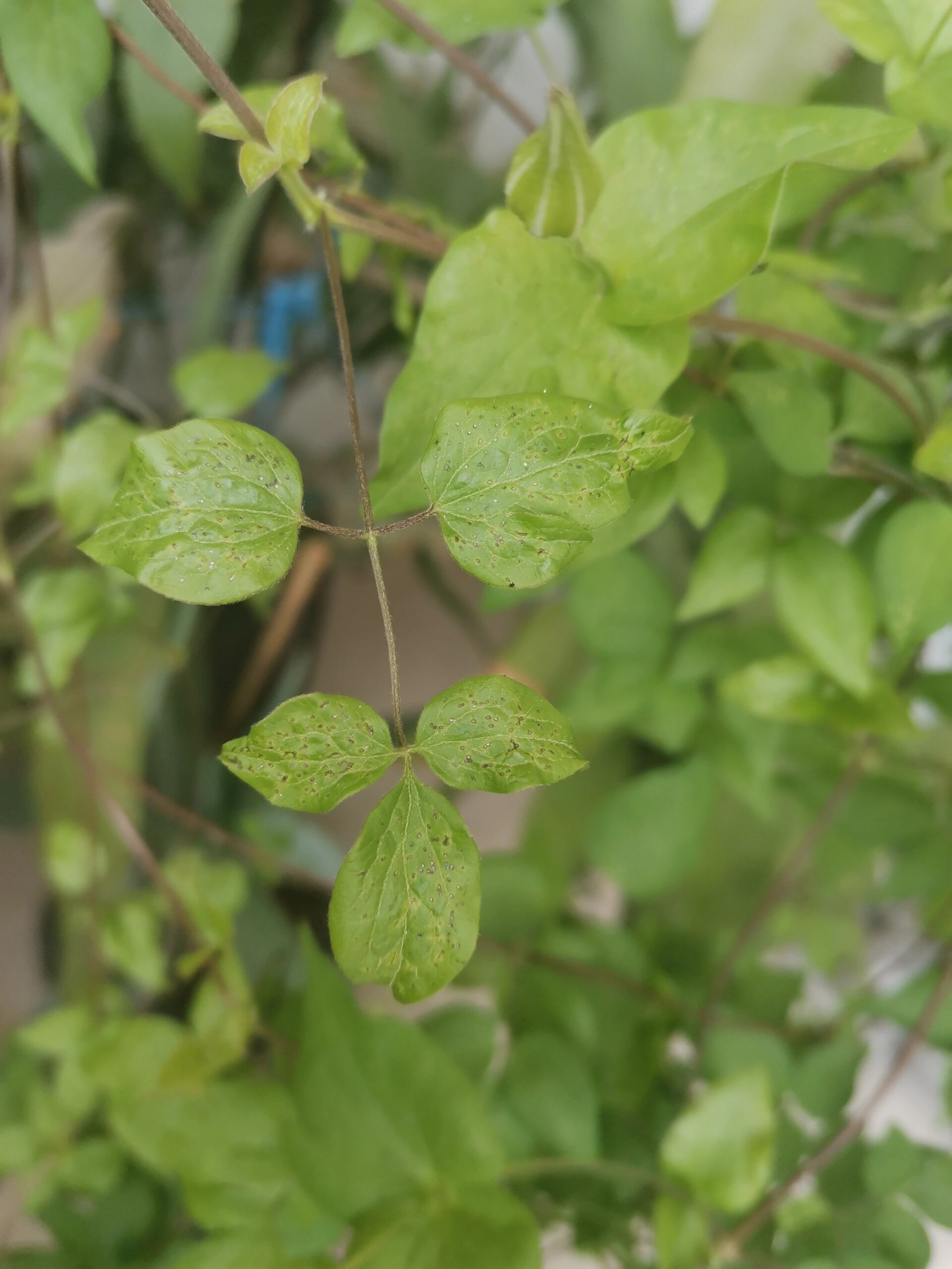 铁线莲叶片出问题了?有虫!咋办! 最近有叶喷低浓度磷酸二氢钾?