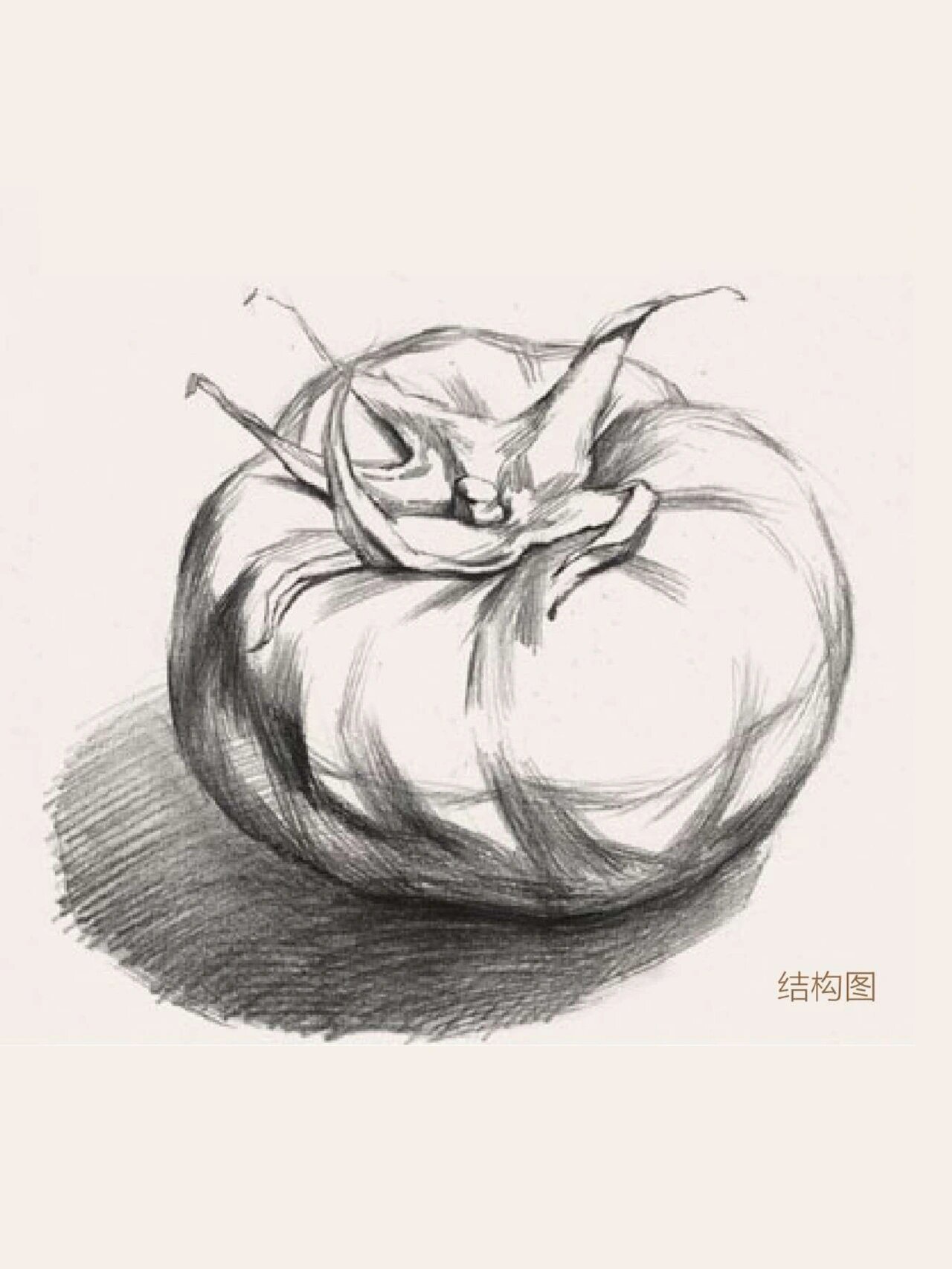 素描番茄步骤解说