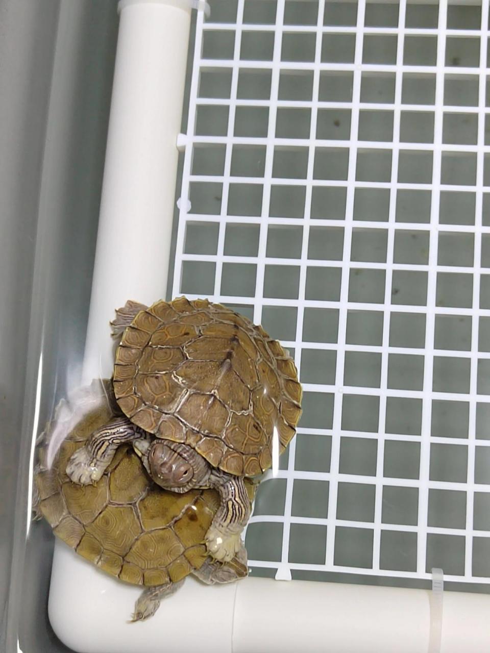 乌龟为啥爪子发白 是泡的吗 前两天还好好的 今晚一看爪子咋这么白啊