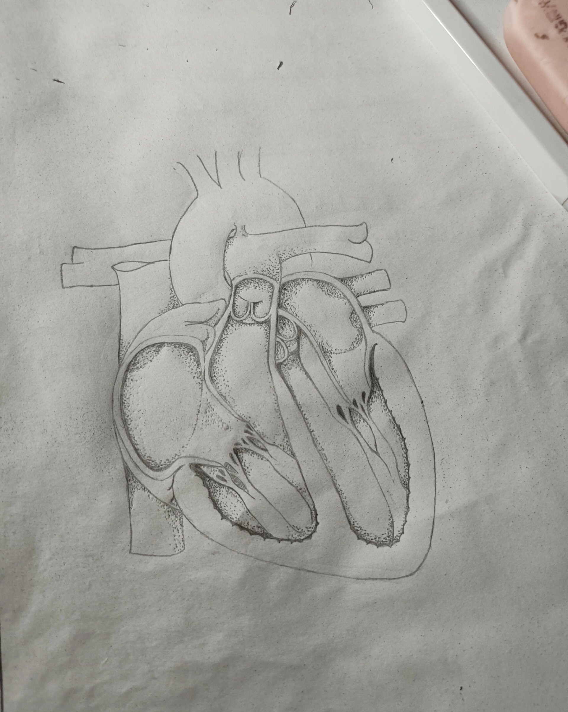 心脏解剖图手绘铅笔图片