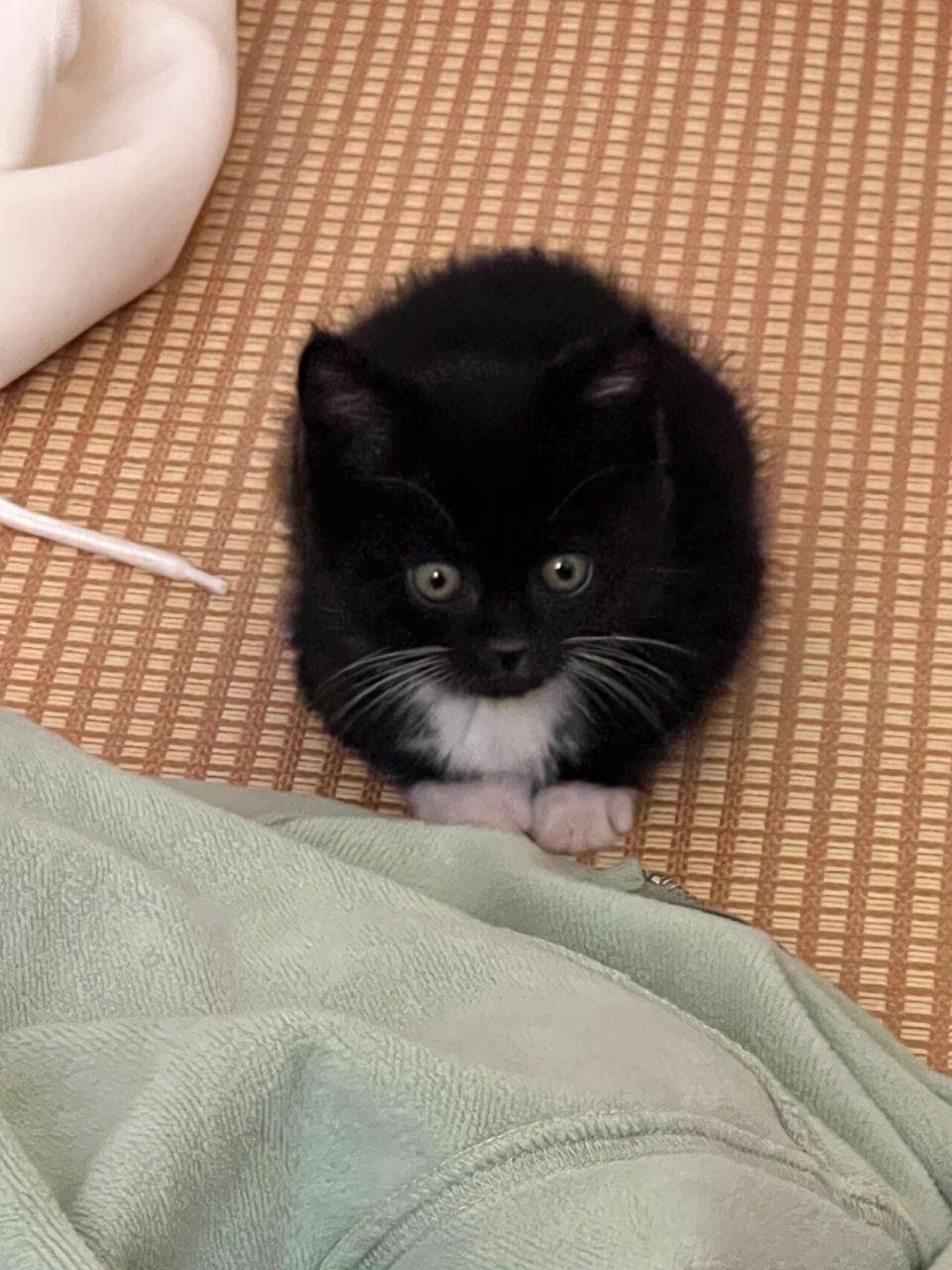 小时候的踏雪寻梅猫真的太可爱了!