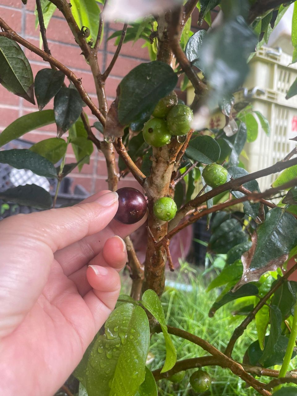 对比艾斯卡和四季红妃嘉宝果结果比较 艾斯卡和四季红妃嘉宝果都是