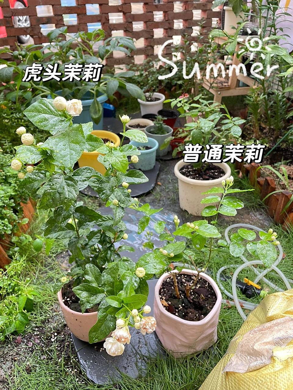 虎头茉莉真的比普通茉莉大好多 感觉茉莉花是最最最好养的花,试过在