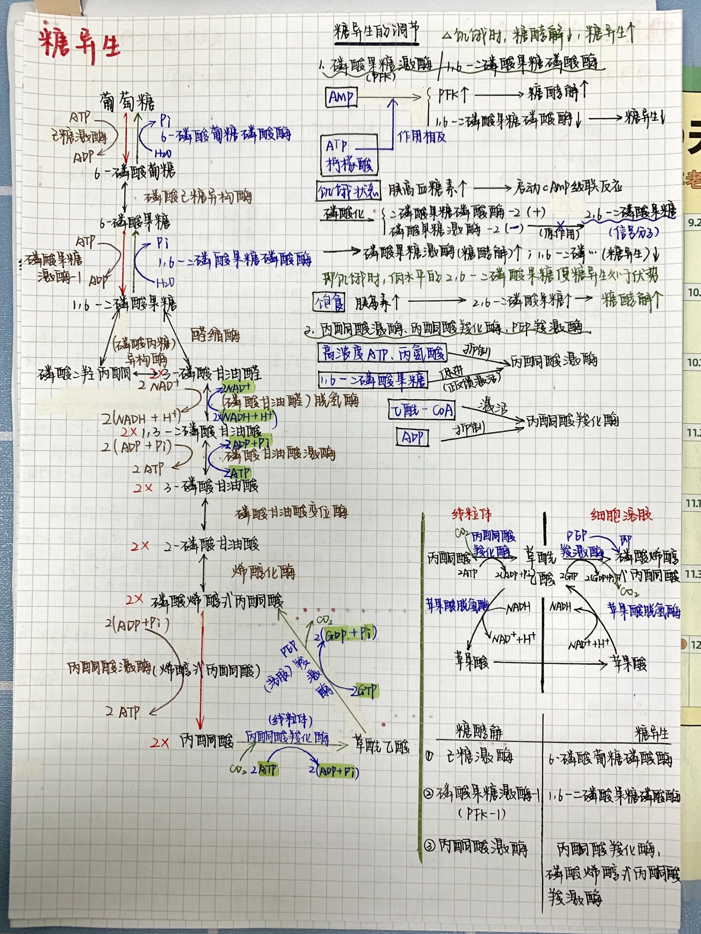 糖异生思维导图图片