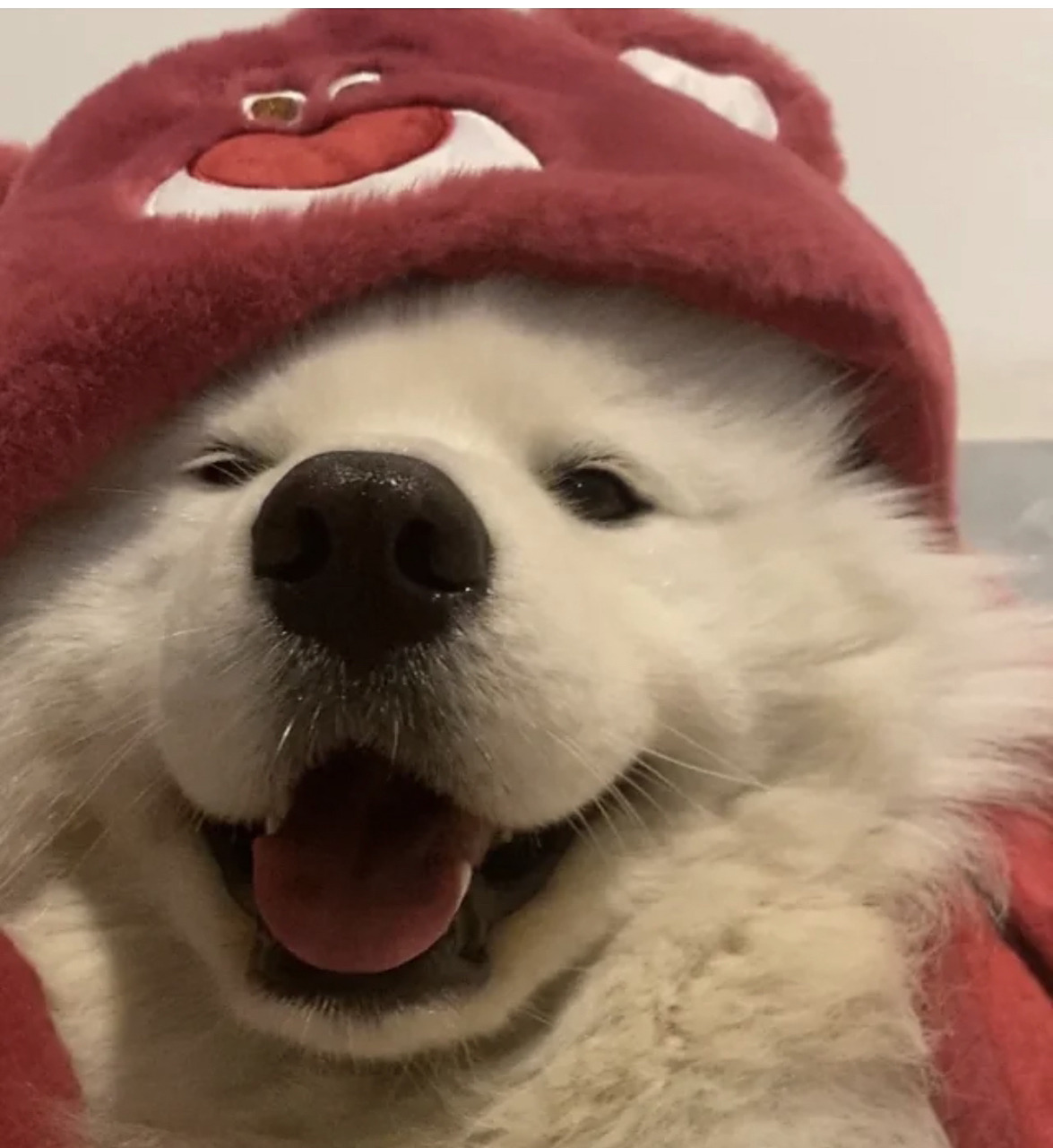 情侣头像|小狗小兔 永远为小动物头像心动💓 小狗真的yyds!