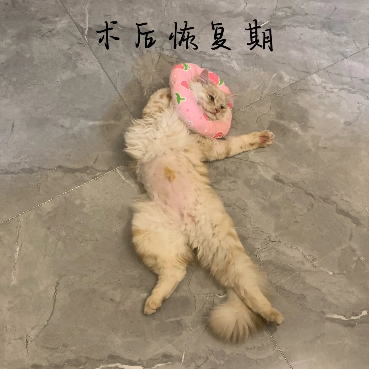 脐疝猫咪图片