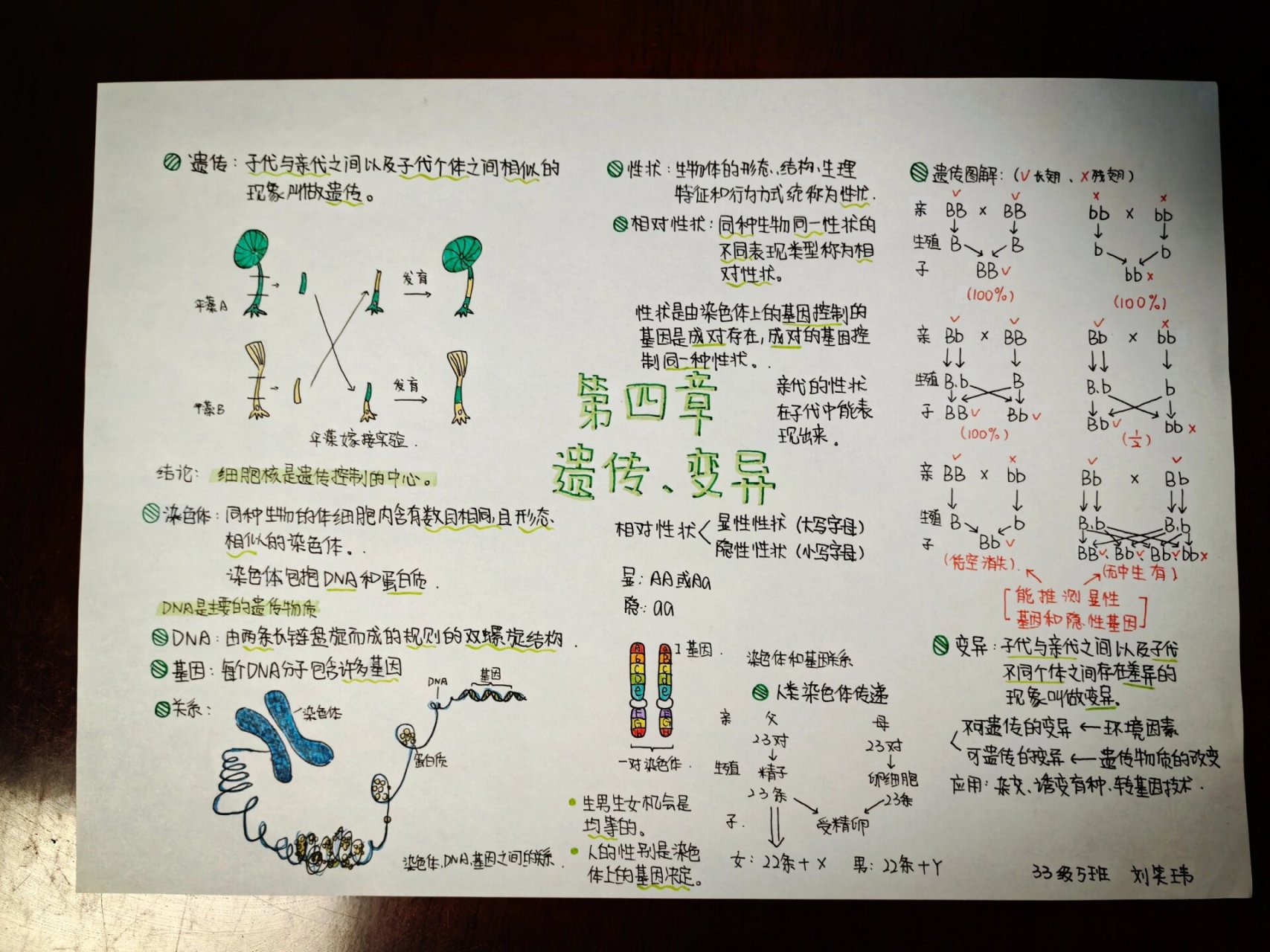 遗传变异手抄报