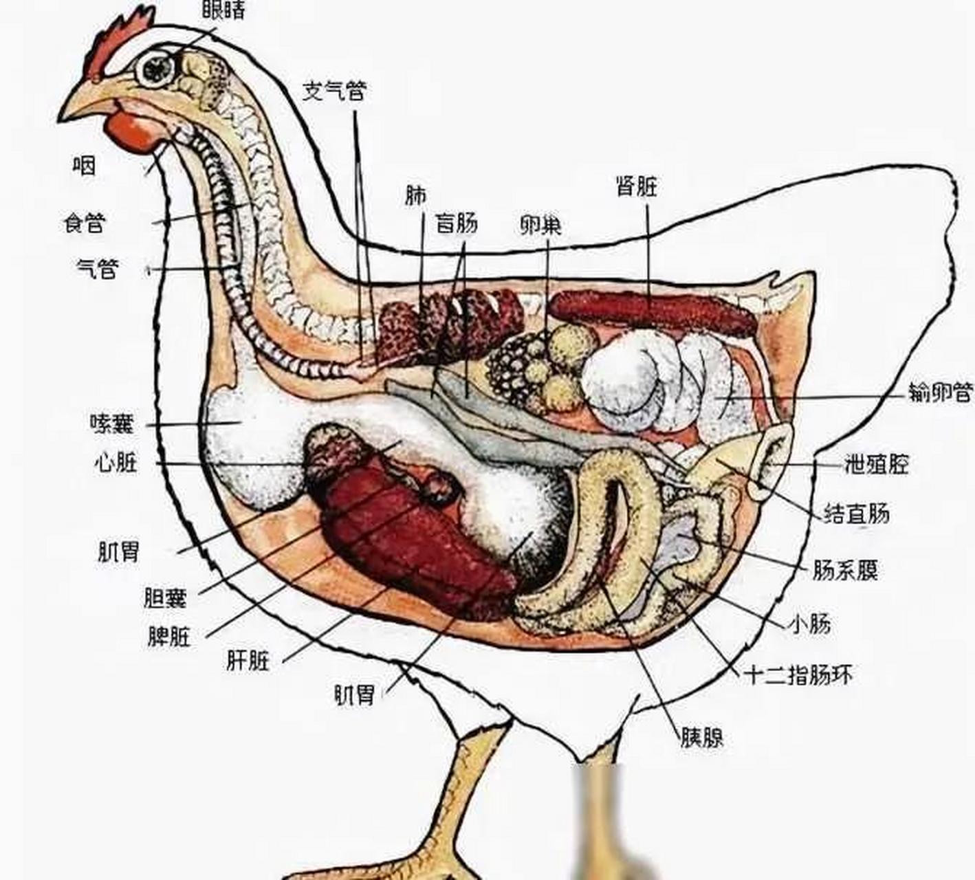 母鸡人工授精手法图片