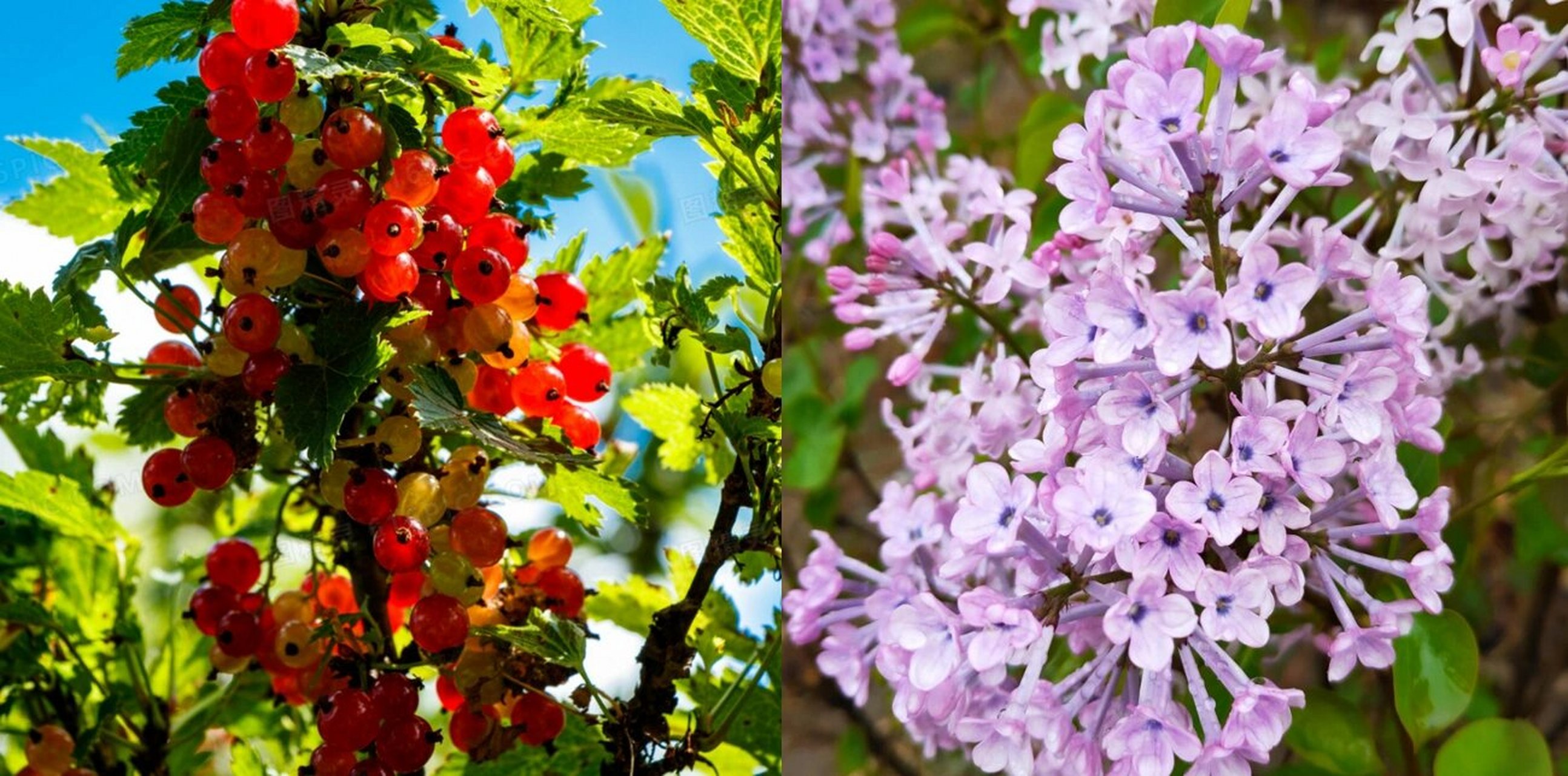 丁香与醋栗香水发布 清晨时分,你逃离我的梦境.苦如醋栗,甜如丁香.