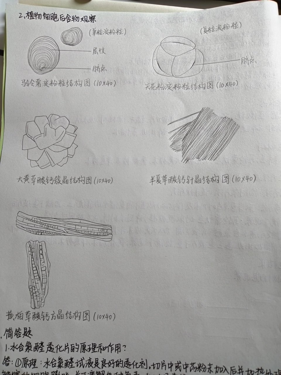 实验报告洋葱手绘图图片