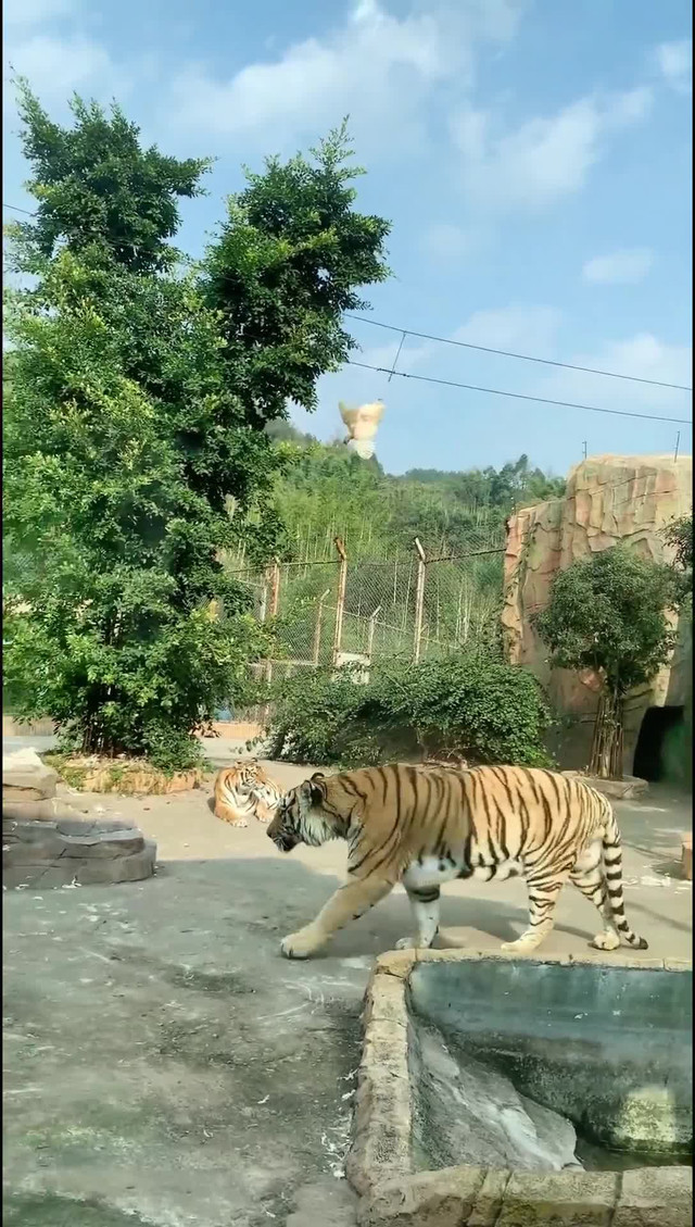 宜宾野生动物园图片