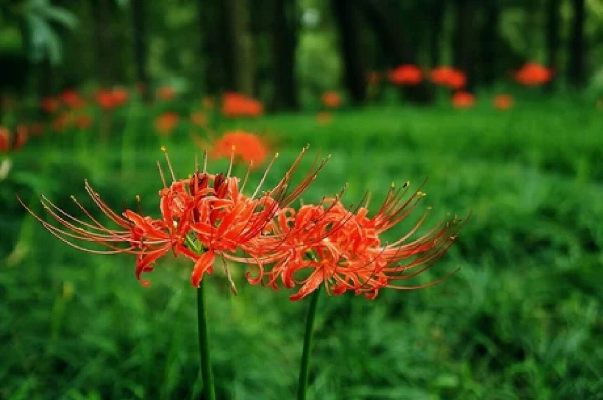 曼珠沙华 曼珠沙华(彼岸花)中国的花语是「优美纯洁」,日本的花语是