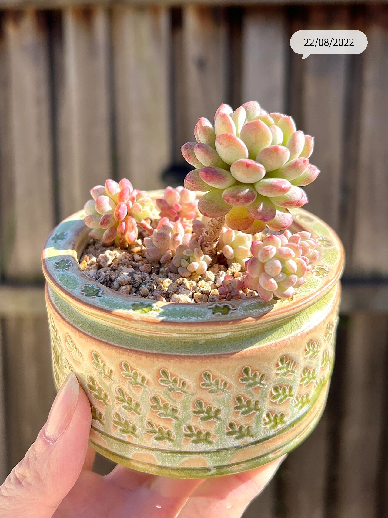 91多肉日记 | 一棵萌豆的前世今生99 这棵萌豆是今年重回肉坑入的