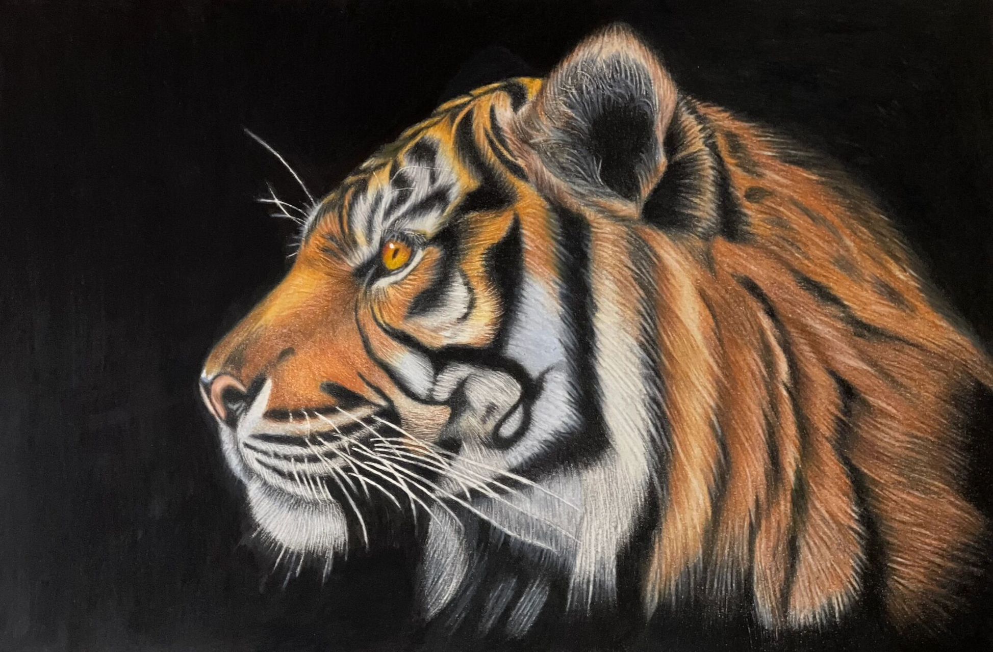 我画过的动物,彩铅画