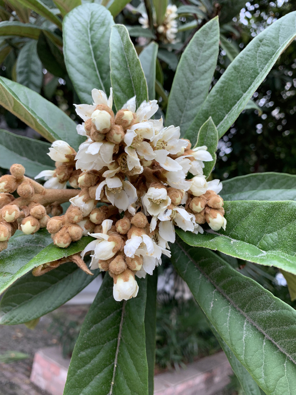 枇杷花 冬日里迷人的芬芳 枇杷花的香,似用了世上所有甜美与幸福调制