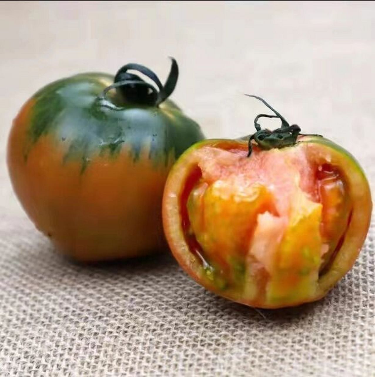 盘锦地柿子,俗称草莓柿子 碱地番茄🍅汇聚了丰富的营养精华,维生素a