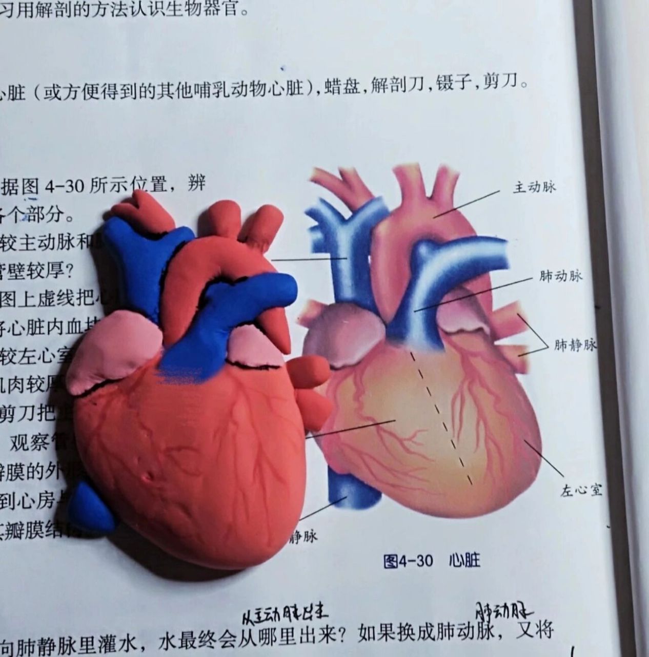 学生自制心脏模型图片