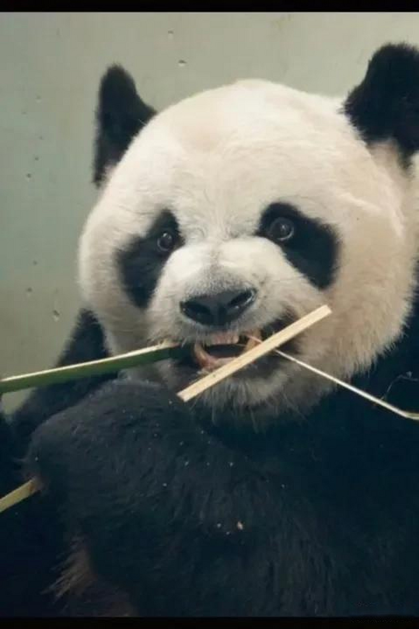 看上去好像黑社会!熊猫不该是萌萌的,可可爱爱的?像花花一样吗?