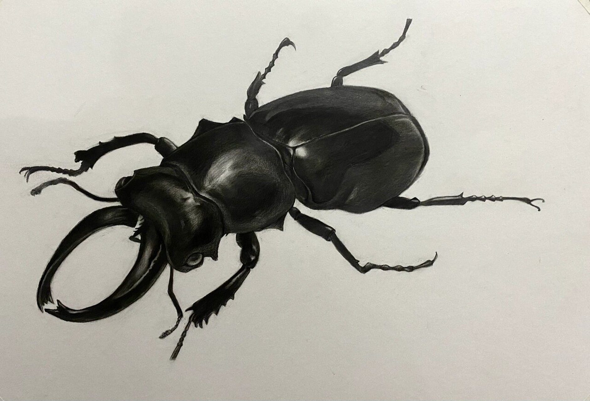 精微素描/超写实/昆虫/质感表现 寒假假期的精微素描课 分别为:初三