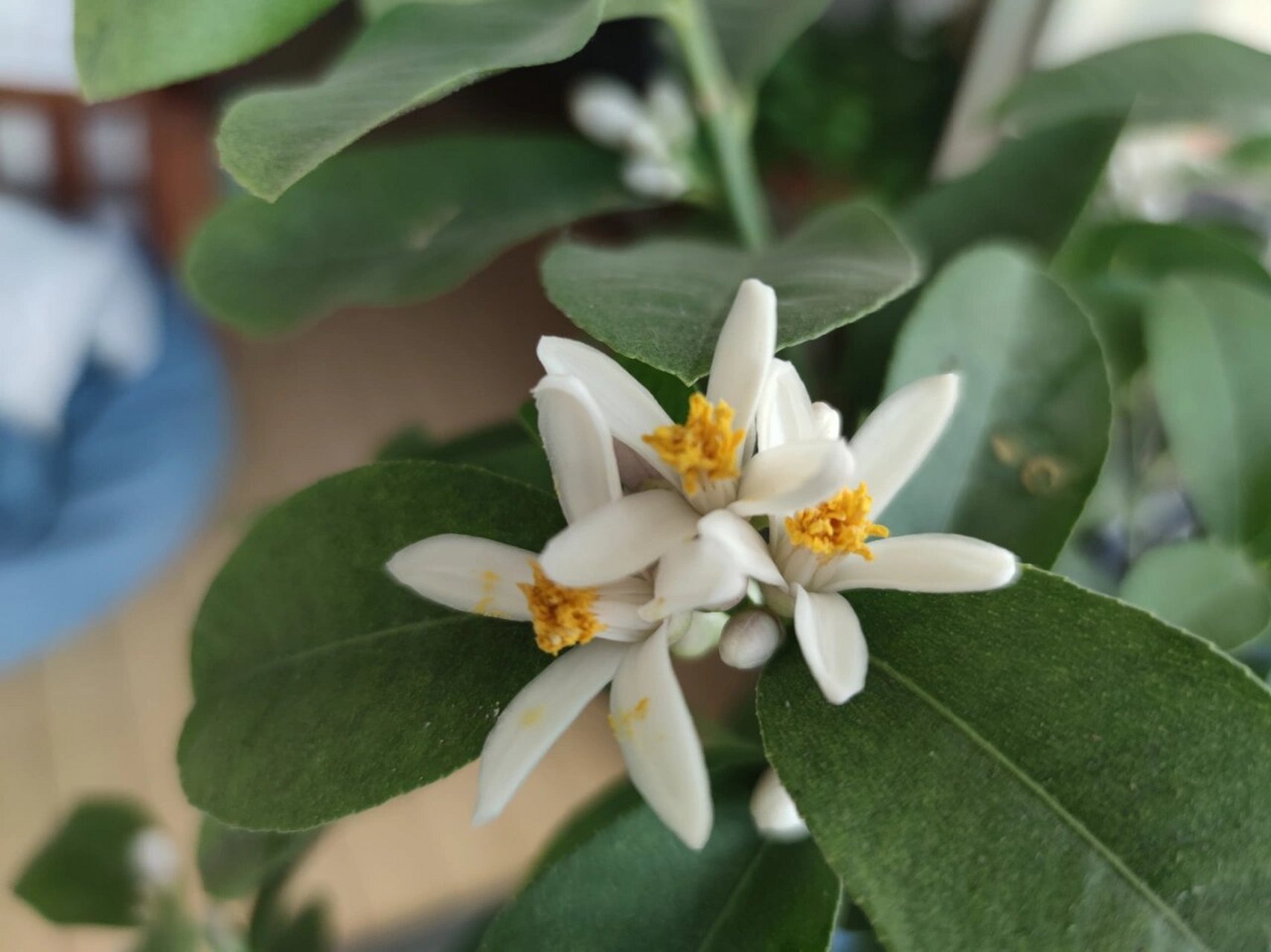 香水柠檬树开花了,人工授粉 阳台上这颗香水柠檬树高1米6,枝头花苞