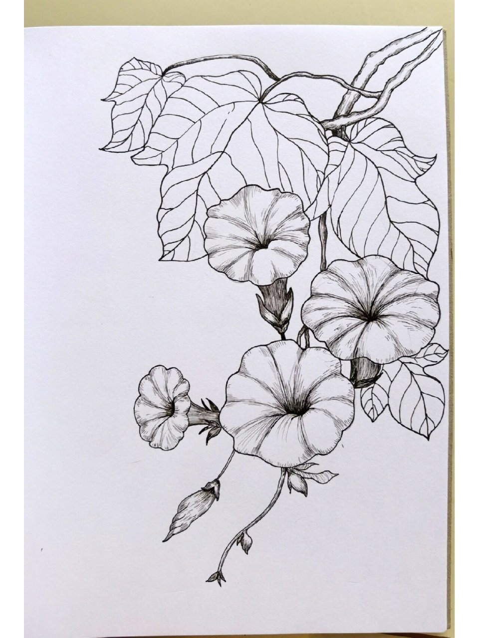 绘画小白临摹画# #针管笔手绘# #针管笔临摹# #牵牛花