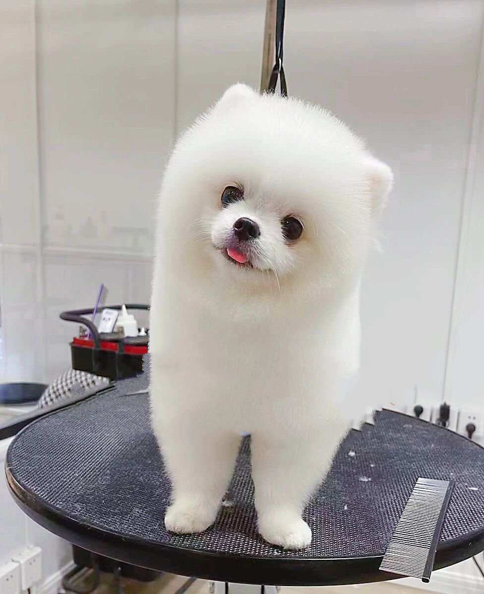 博美|美容造型集合@还能再相见么的动态