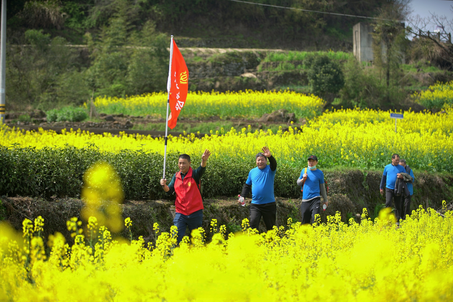 宁海桑洲油菜花图片