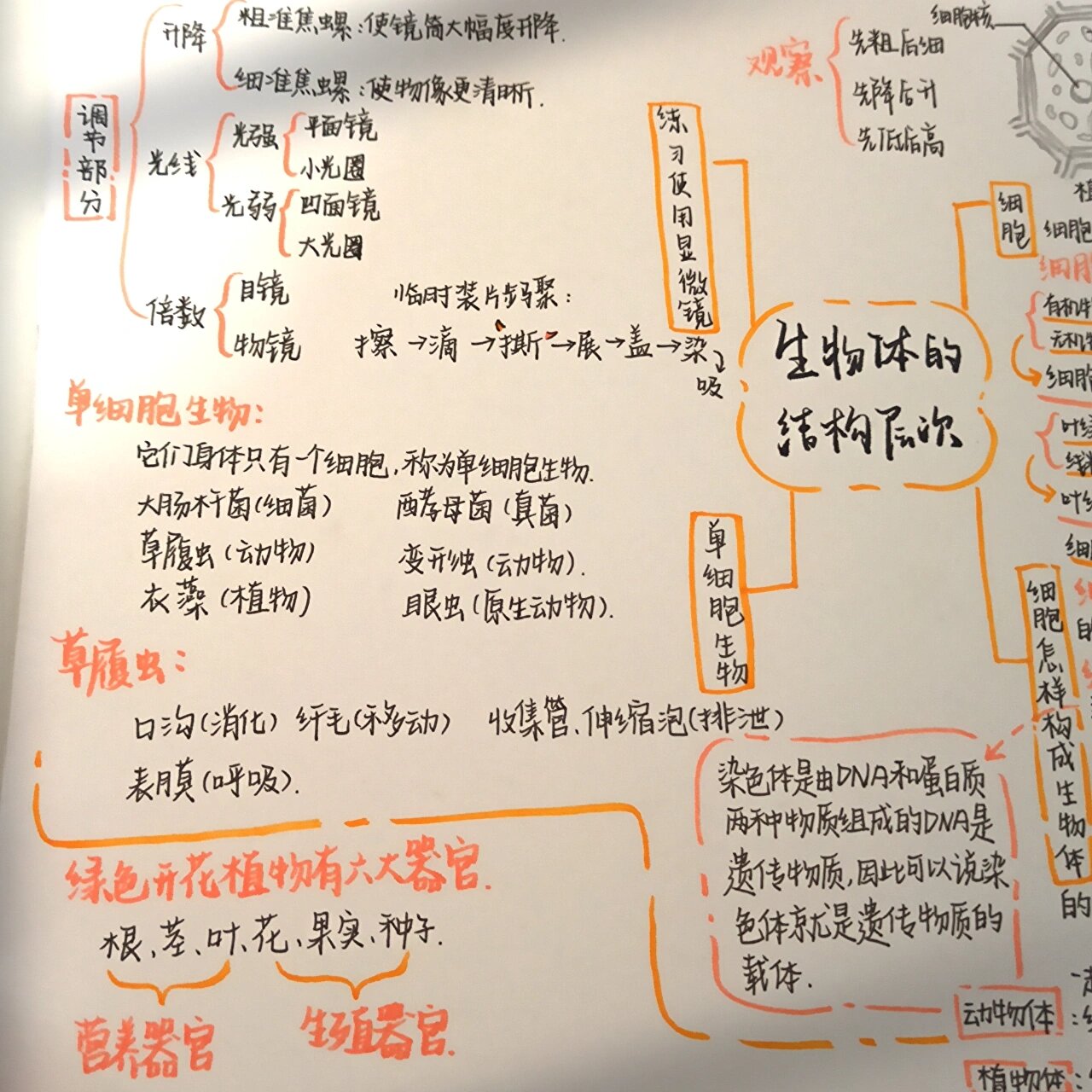 七上生物第二单元思维导图