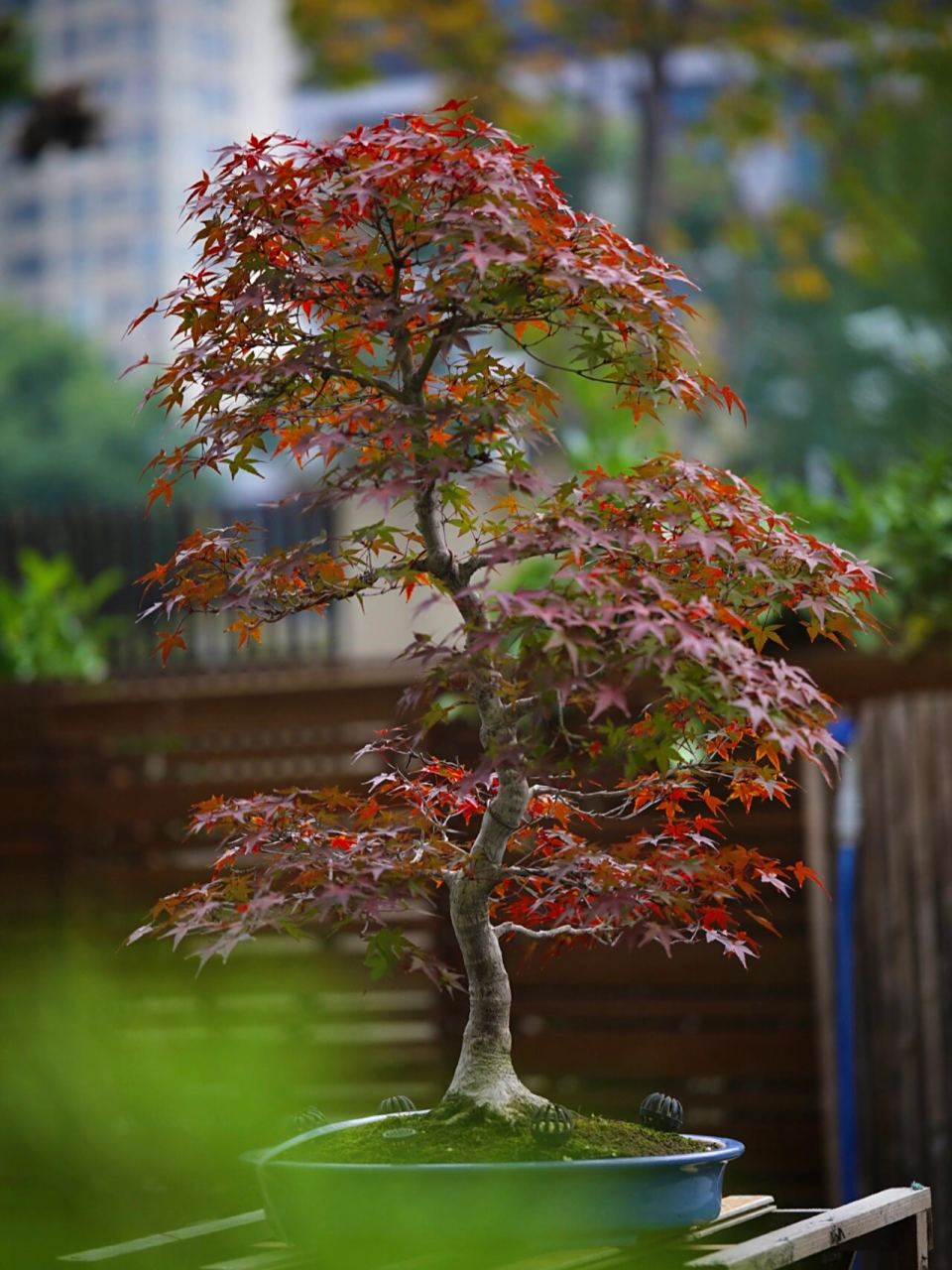 枫树红千鸟 喜欢枫树的飘逸和四季赋予它的色彩,这是我第一棵枫树